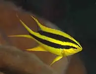 Neoglyphidodon Nigroris
